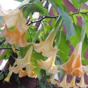 Meet your Posher, Jane